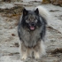 Keeshond (njemački wolfspitz)